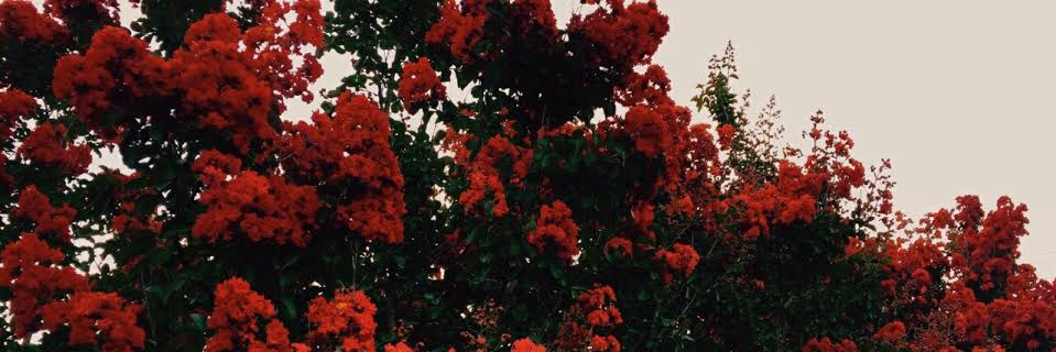 ѕαяα ฅʕ◍·̀·́◍ʔฅ banner