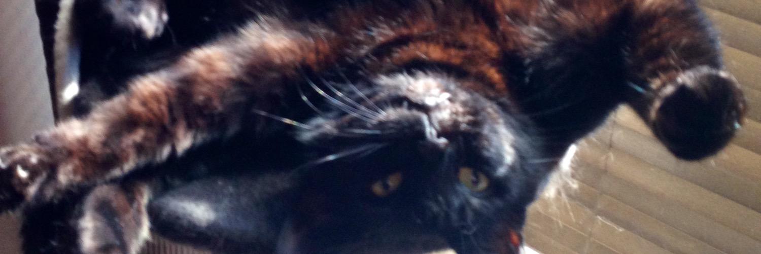 MissingCats's profile banner image