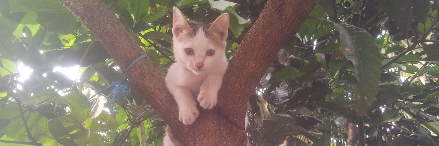 AlinAzahra's profile banner image