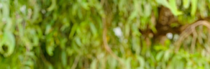 X O X O banner