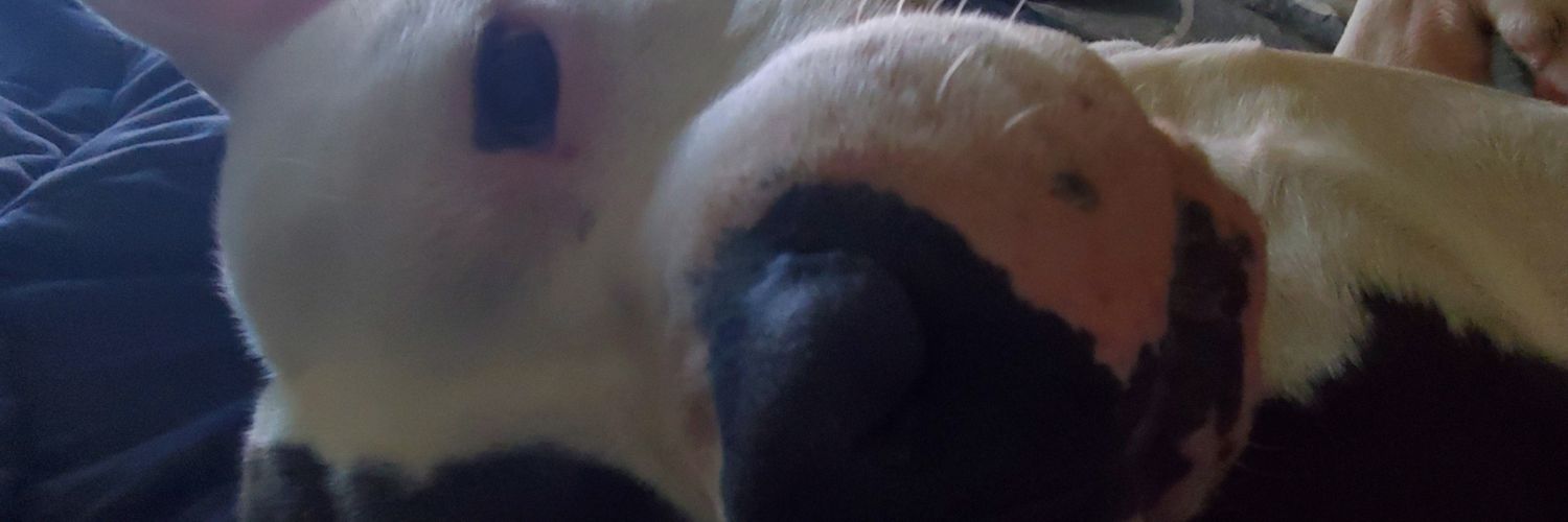 maxoutoukou's profile banner image