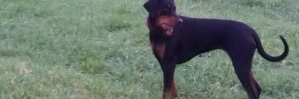 JoeBell1985 Profile Banner