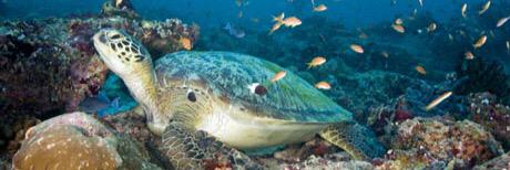 Environment MV banner