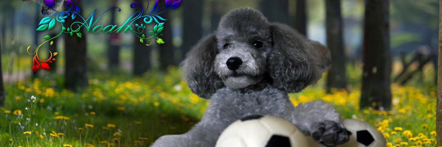 poodlestown's profile banner image