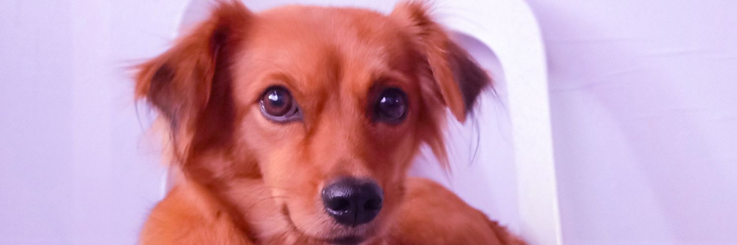 chezaregodo's profile banner image