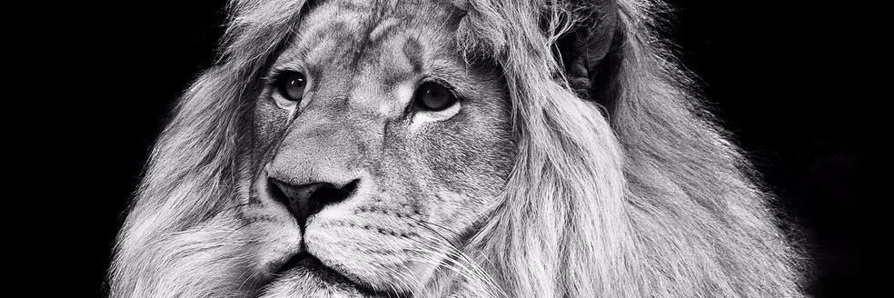 Cleon113's profile banner image