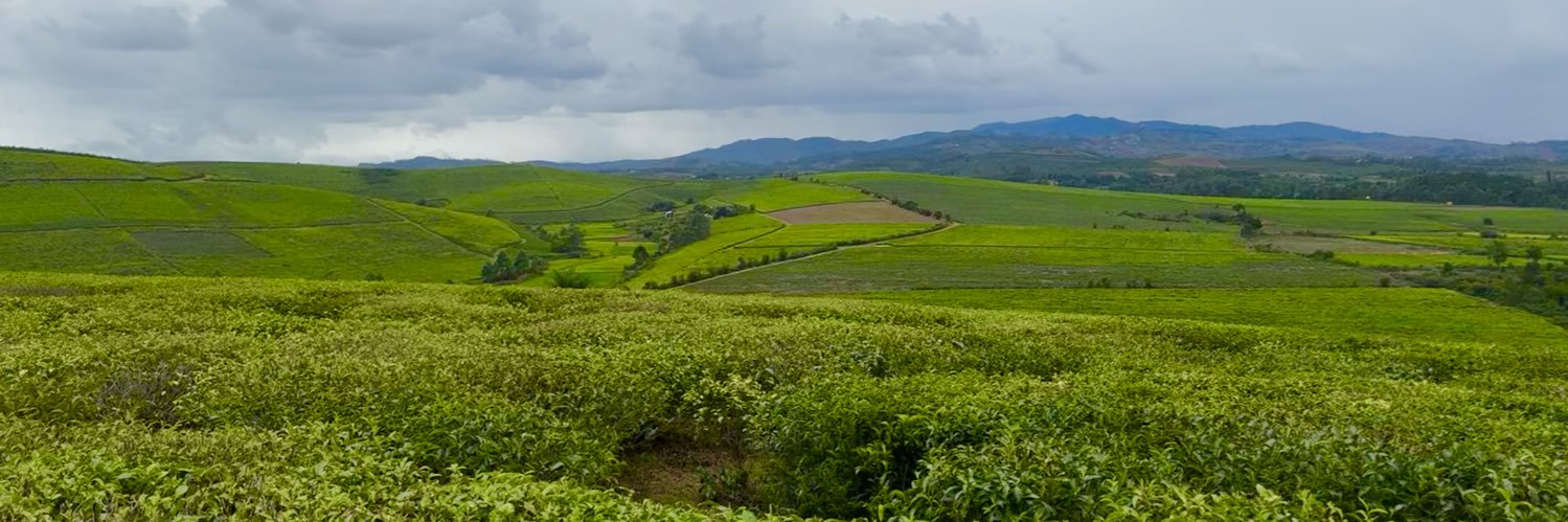 Tanjona Ramiadantsoa banner