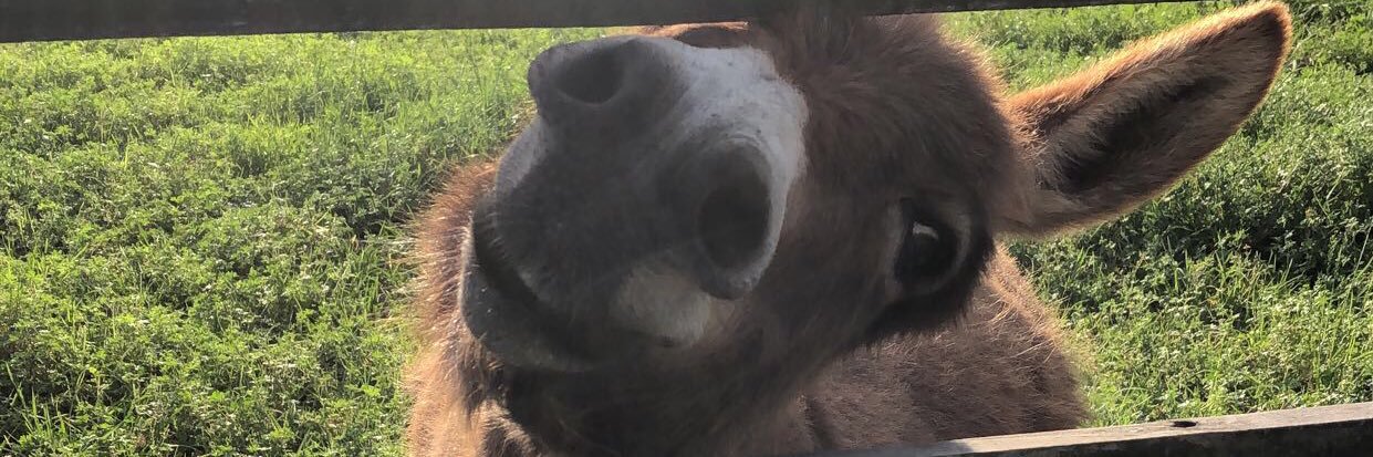 hannah_ober's profile banner image