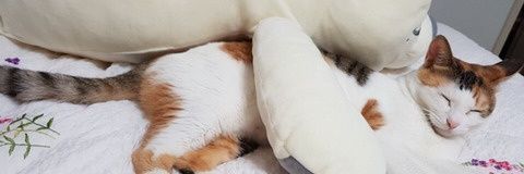 __duckoo__'s profile banner image