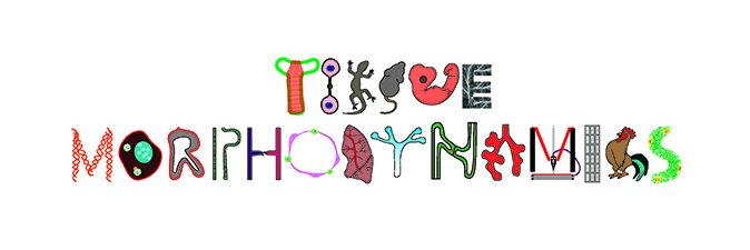 Tissue Morphodynamics Group banner