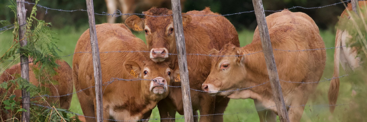 _All_AnimAls's profile banner image