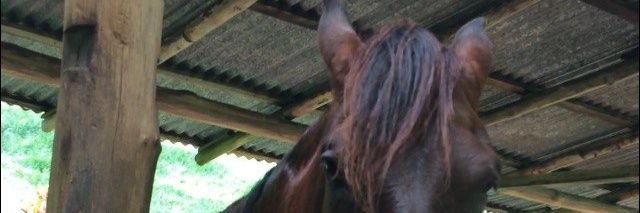 pedrogarro_'s profile banner image