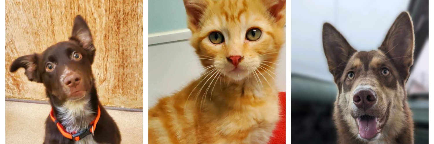 PAWSPendletonOR banner