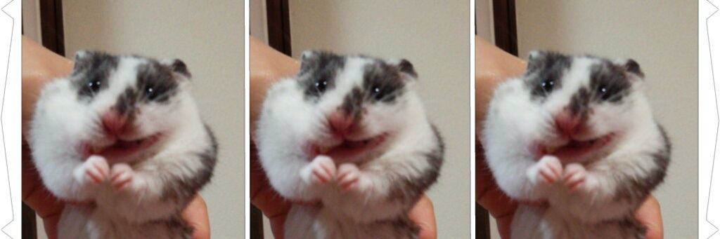 ごまちゃん banner