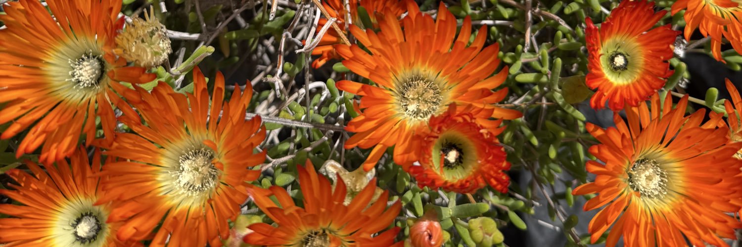 frrogeroni's profile banner image