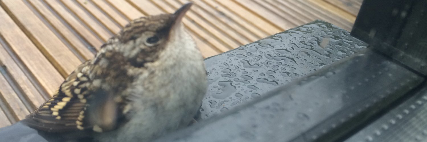 riversidewren's profile banner image