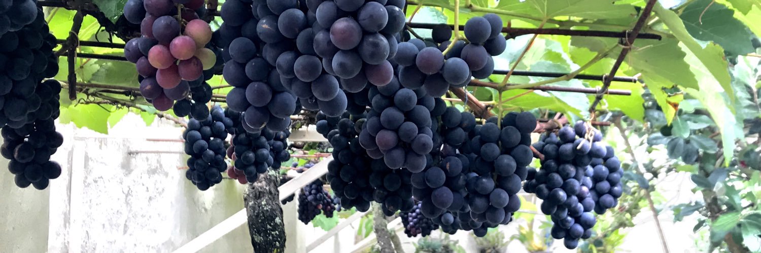 Rafa Campos Feoli banner