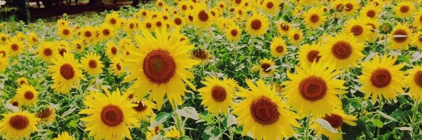 mypnn_'s profile banner image