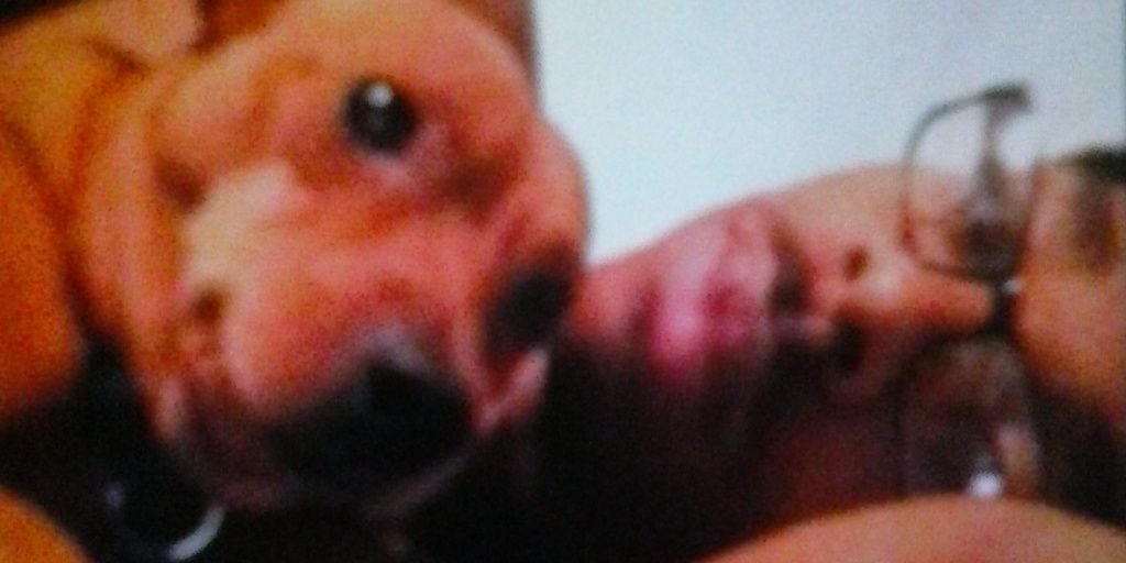 Cake_foedays's profile banner image