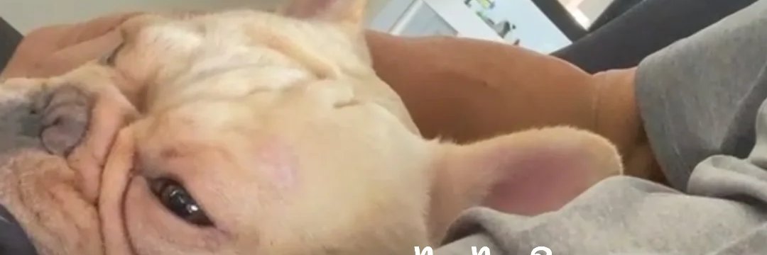 🦂พิจิก🪧😈ลูกรักปีศาจ🦂🦂:พิษน้อยหยิ่งยโส แ🌵🍃 banner