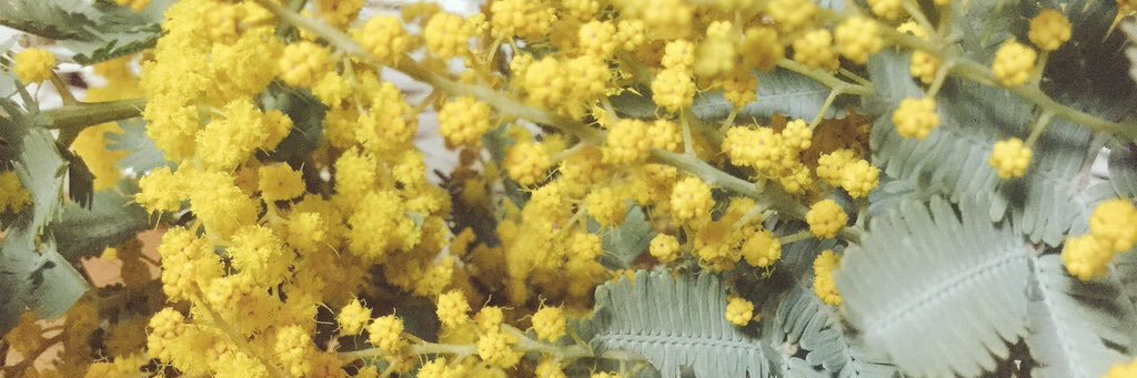 さち banner