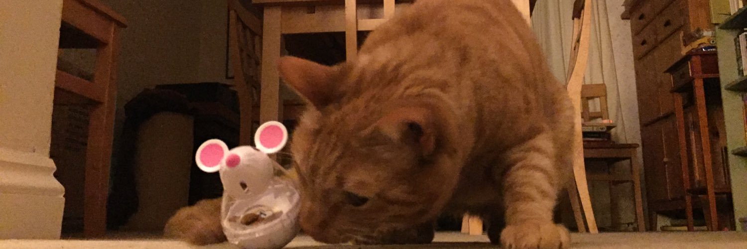 CatCalledBella's profile banner image