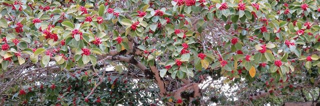 マイケル寂聴 banner