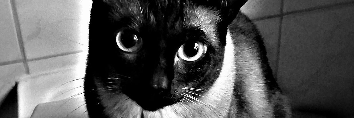Keramikkatze's profile banner image