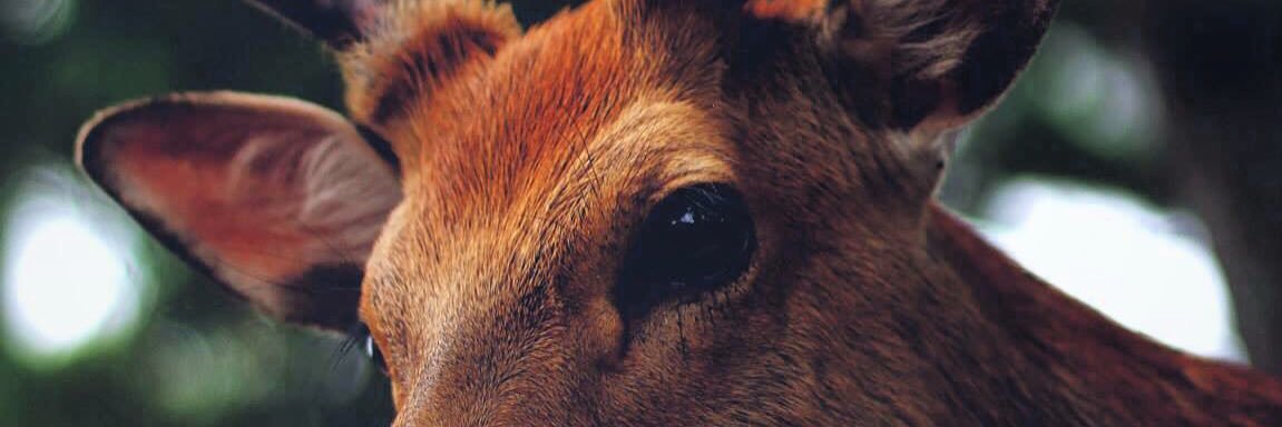 LaurenBeldi's profile banner image