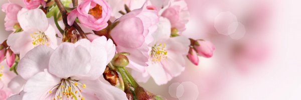 StaceyWhite4 Profile Banner