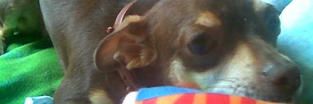 telmassaborges's profile banner image