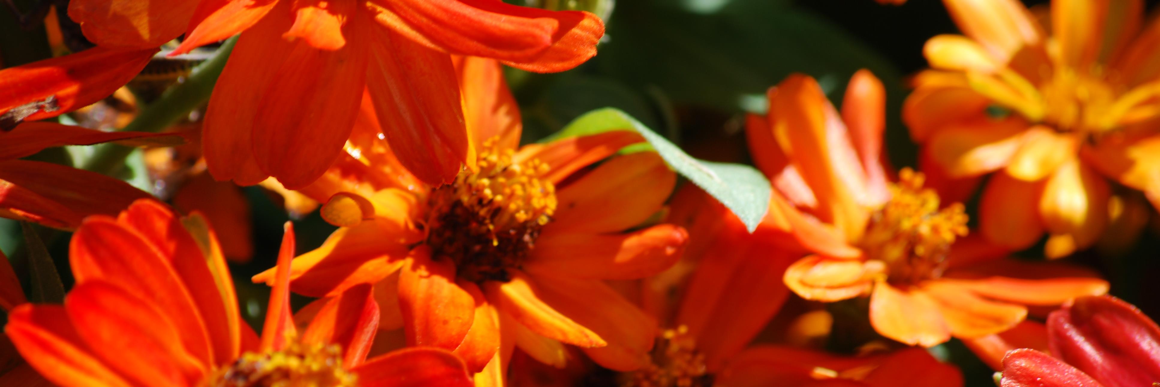 AngieWethington's profile banner image