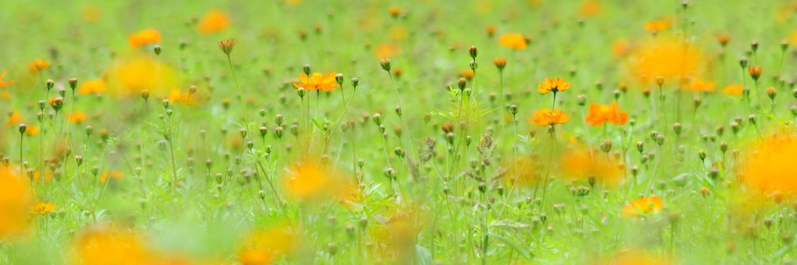 nn8519's profile banner image