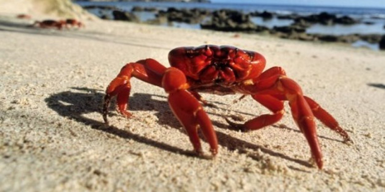 Brigg Killips banner