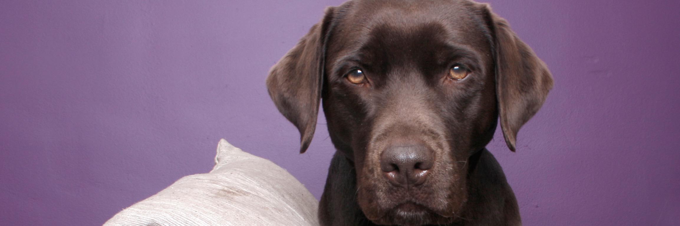 first4paws's profile banner image