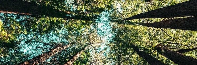 allium_cepaa's profile banner image