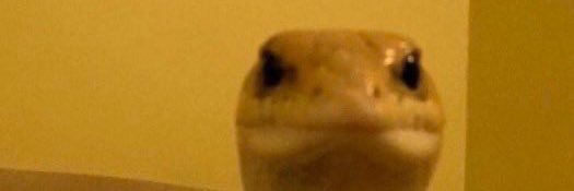 CaliCushh's profile banner image