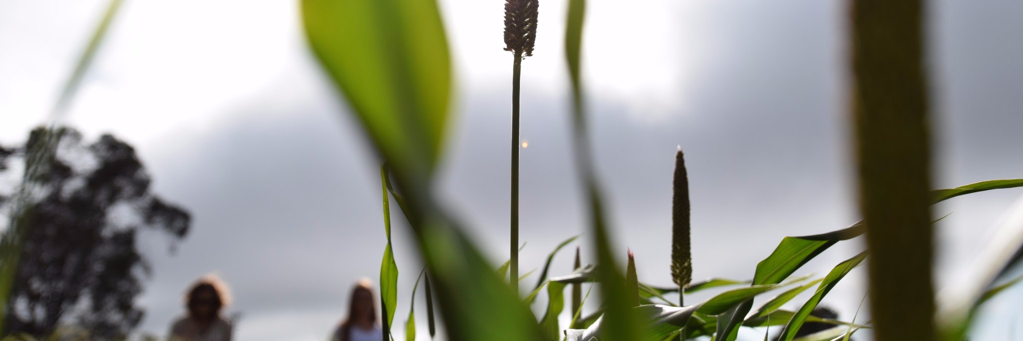 The Millet Project banner