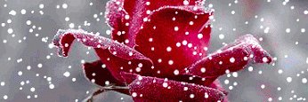 2015_redflower's profile banner image