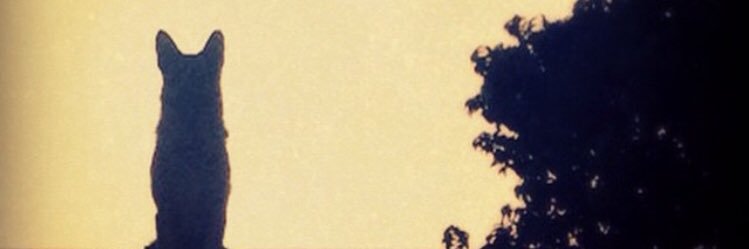 gianellaeo's profile banner image