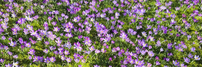 Gartenblock's profile banner image