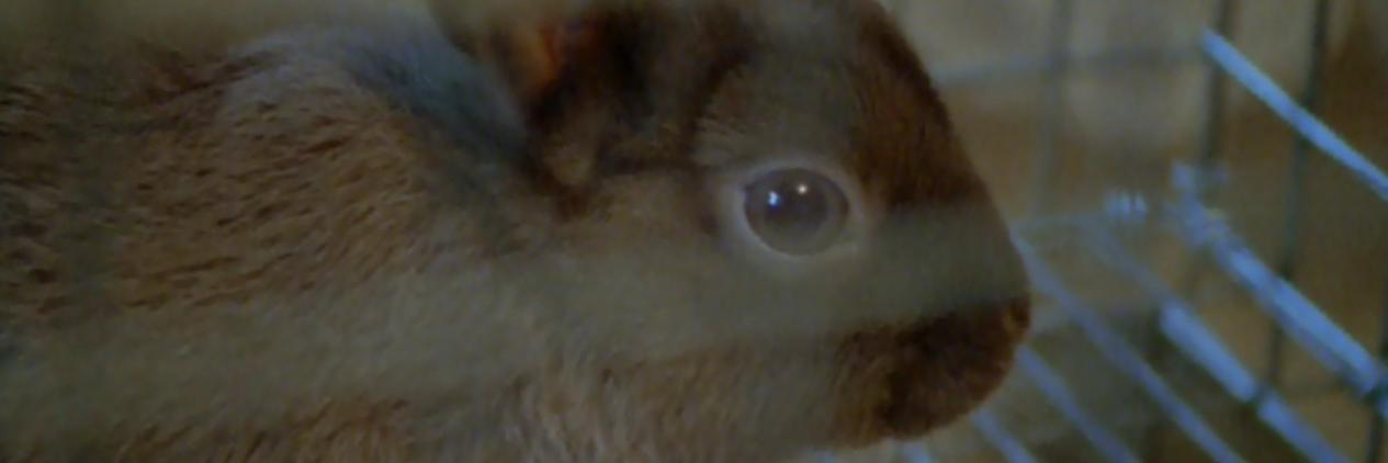 gallo_wang's profile banner image