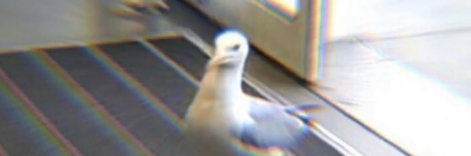 limeademan's profile banner image