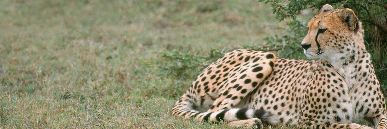 cheetahdefender's profile banner image