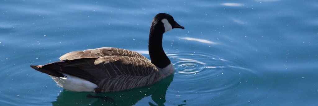 UCOGeese's profile banner image
