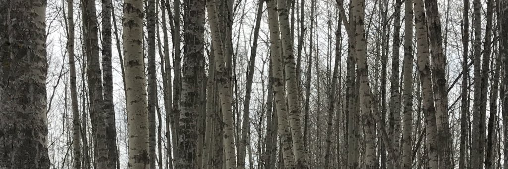 mstamand3's profile banner image