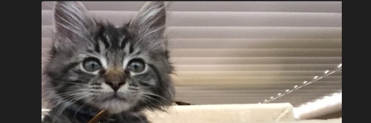 marlozoller's profile banner image