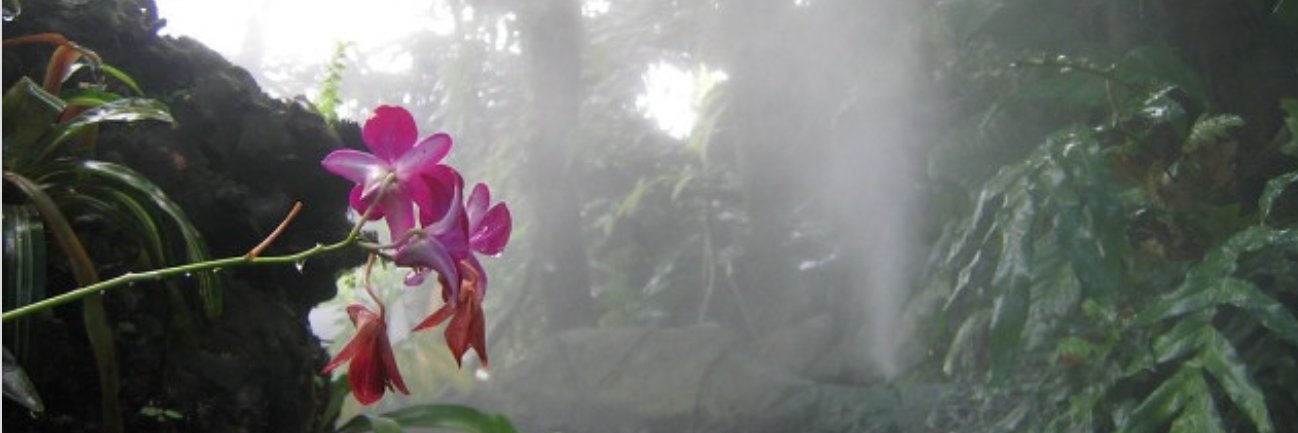 sigh ‎ ‎ ‎ swoon's banner