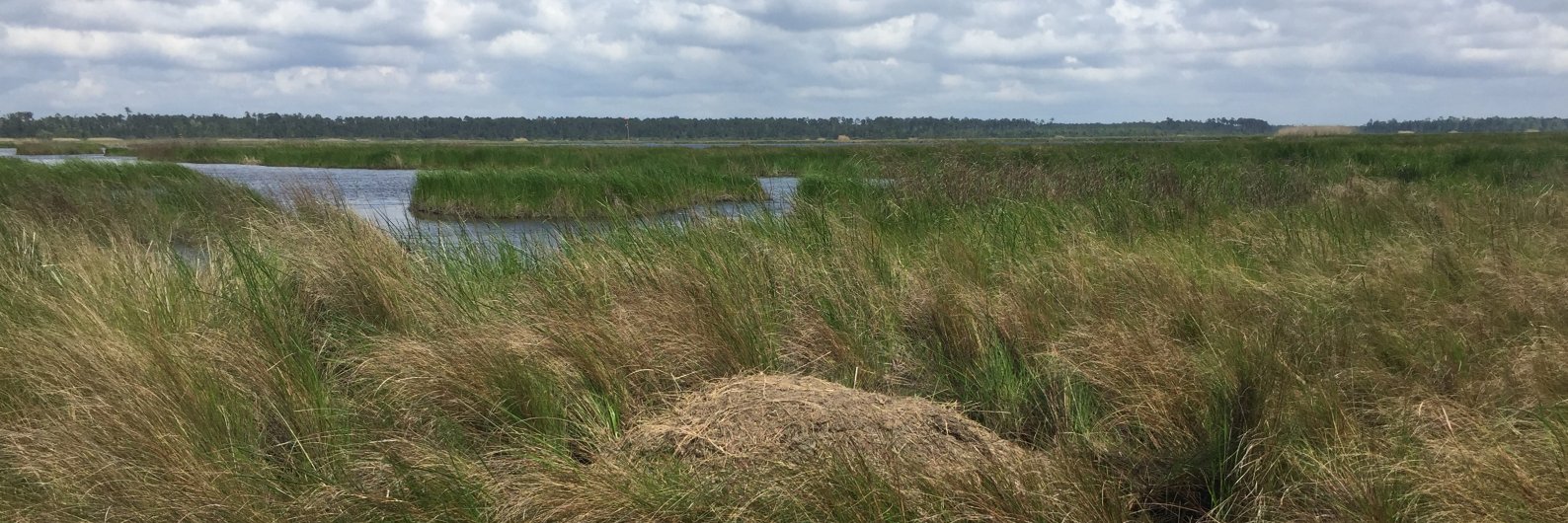 Maddie Foster-Martinez banner