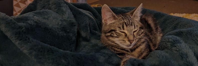 Jake Green | Freelance Writer banner